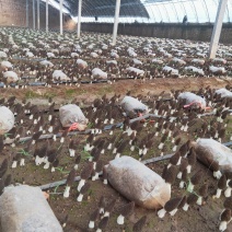 六妹羊肚菌，头茬一级品2000斤