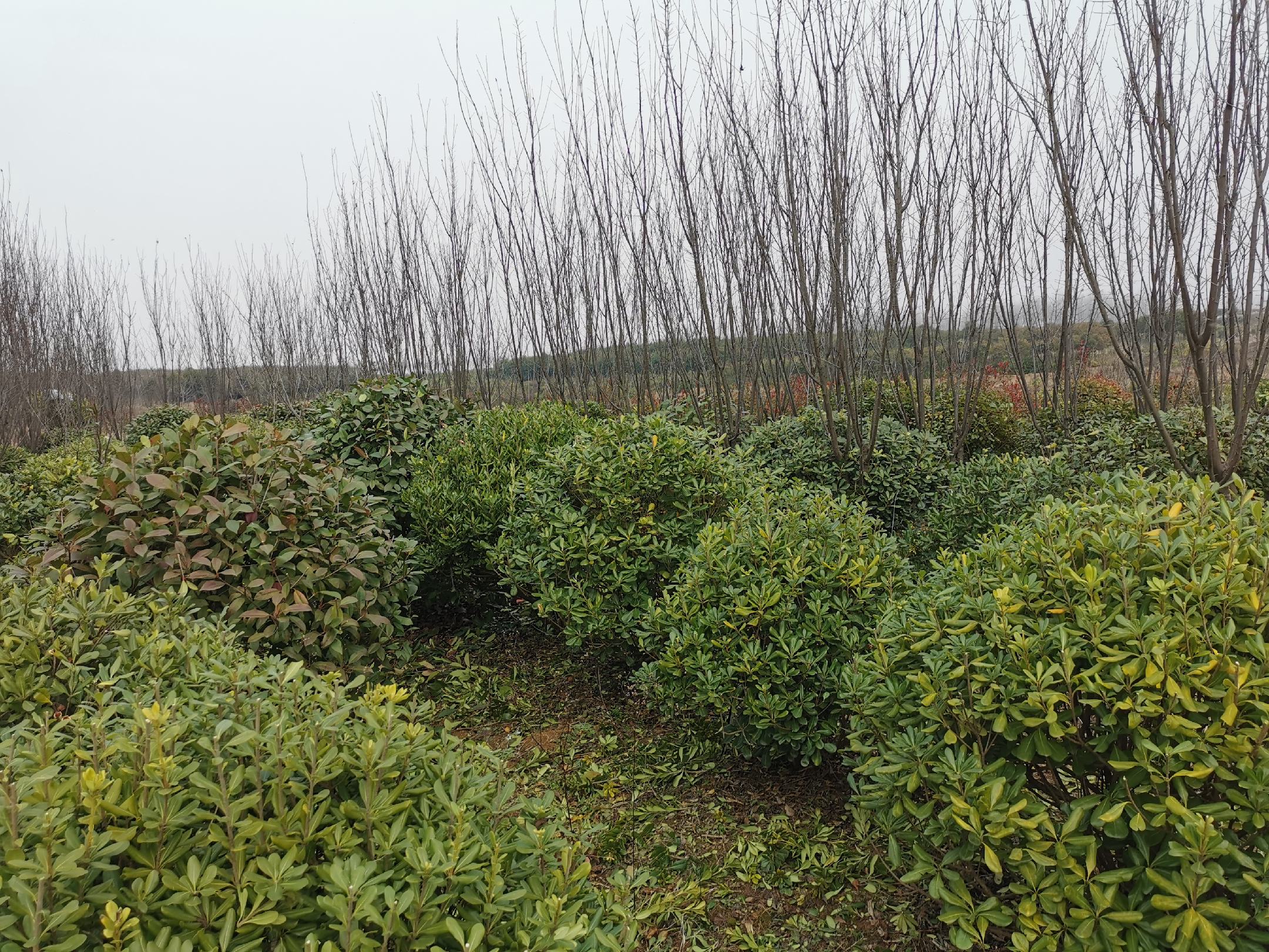 红叶石楠分布示意图