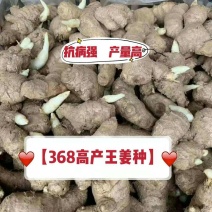 368高产王姜种大黄姜种，二黄姜种，小黄姜种，全国发货