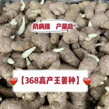 368高产王姜种大黄姜种，二黄姜种，小黄姜种，全国发货