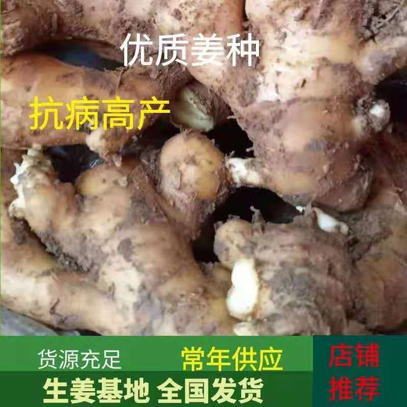 【热卖368高产王姜种】专业技术指导全国发货