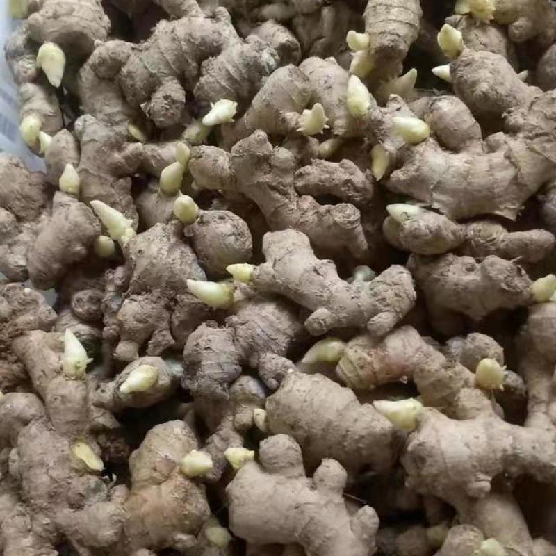 【热卖368高产王姜种】专业技术指导全国发货