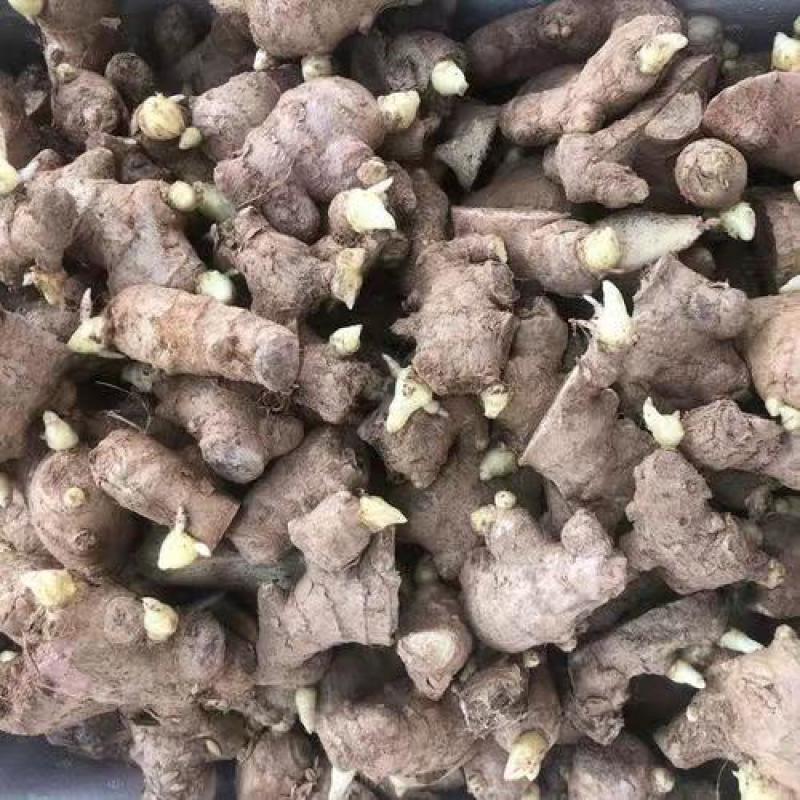 【热卖368高产王姜种】专业技术指导全国发货