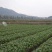 惠州市百惠园农产品梅菜芯