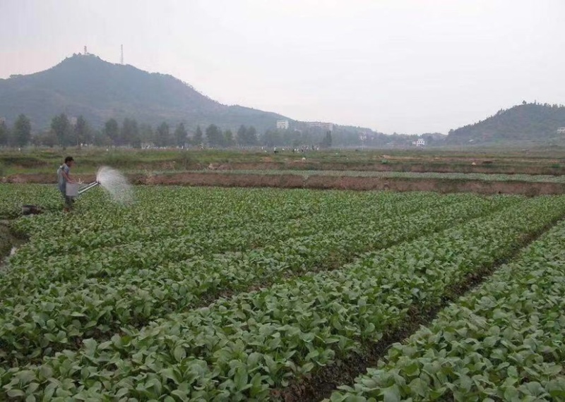 惠州市百惠园农产品梅菜芯