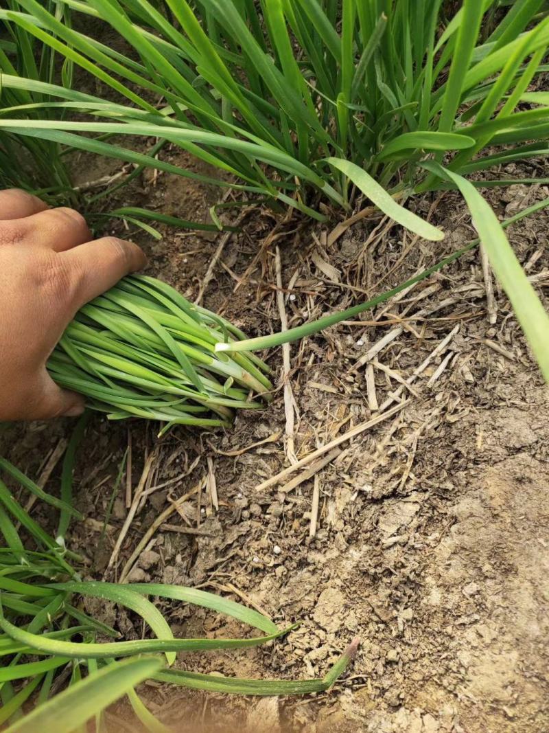 韭菜大叶韭菜万亩韭菜基地常年供应韭菜
