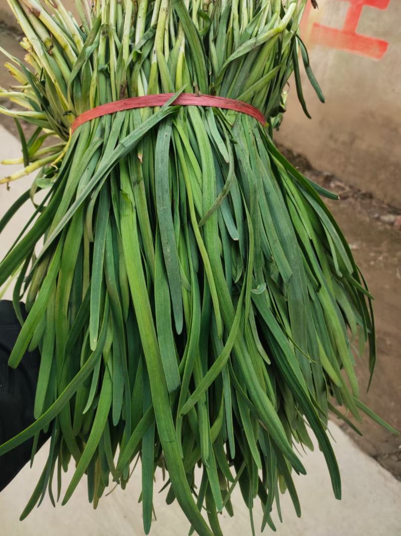 韭菜大叶韭菜万亩韭菜基地常年供应韭菜