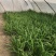 韭菜大叶韭菜万亩韭菜基地常年供应韭菜