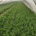 韭菜大叶韭菜万亩韭菜基地常年供应韭菜