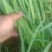韭菜大叶韭菜万亩韭菜基地常年供应韭菜
