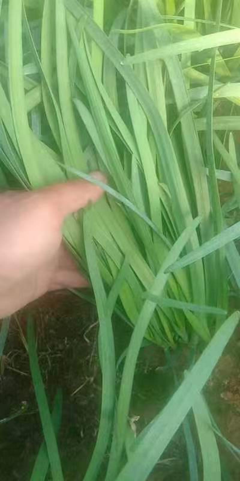 韭菜大叶韭菜万亩韭菜基地常年供应韭菜