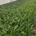韭菜大叶韭菜万亩韭菜基地常年供应韭菜