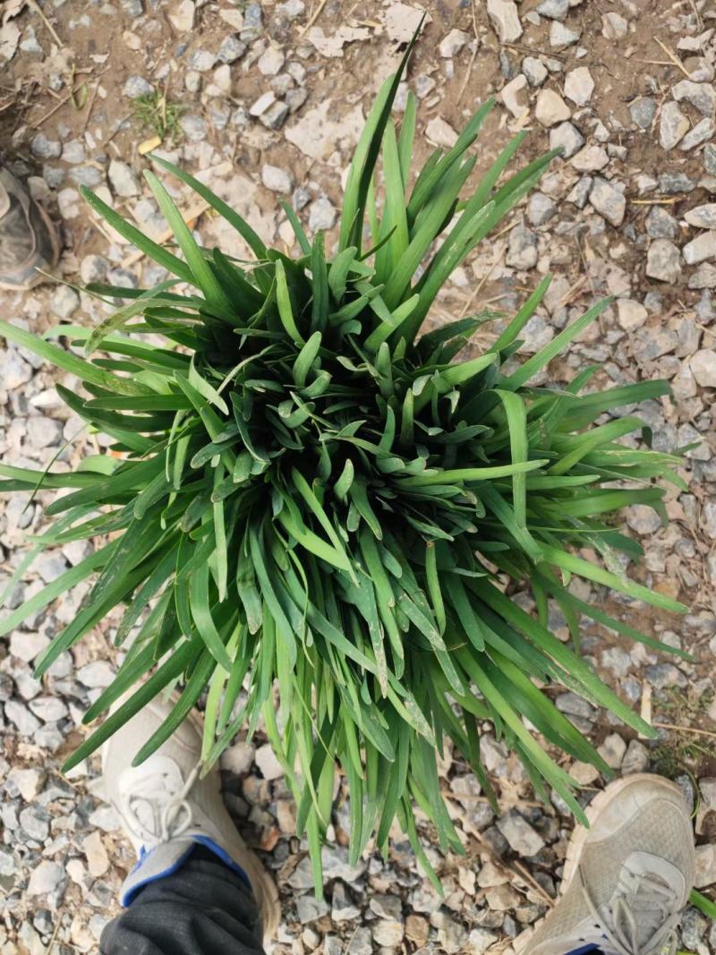 韭菜大叶韭菜万亩韭菜基地常年供应韭菜