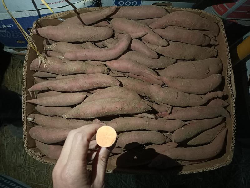 凌海市济薯26大量现货，蜜薯，烤薯，微商电商，整车发货，