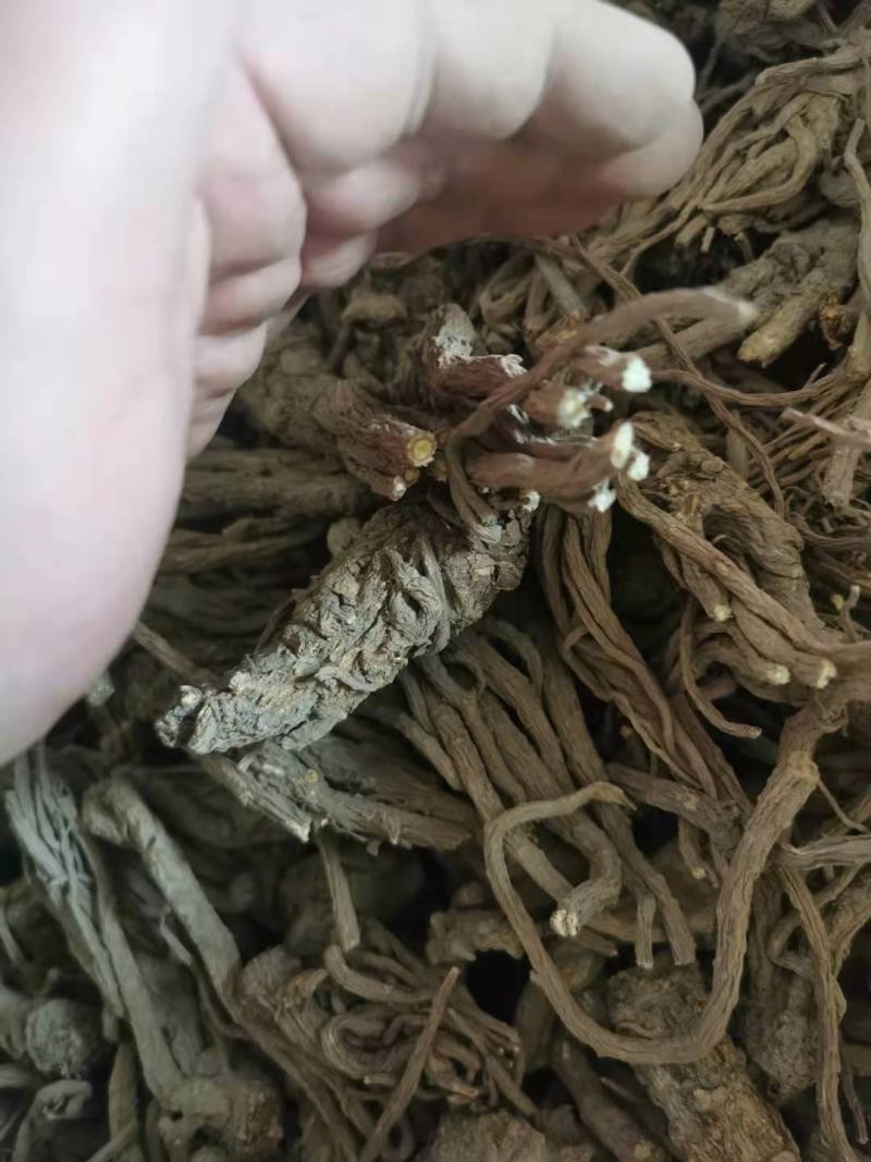 甘肃当归个子优质当归条无硫一手货源量足价格美