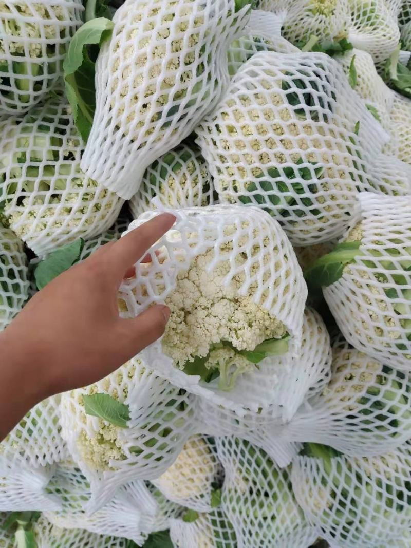 沛县精品有机花菜供应
