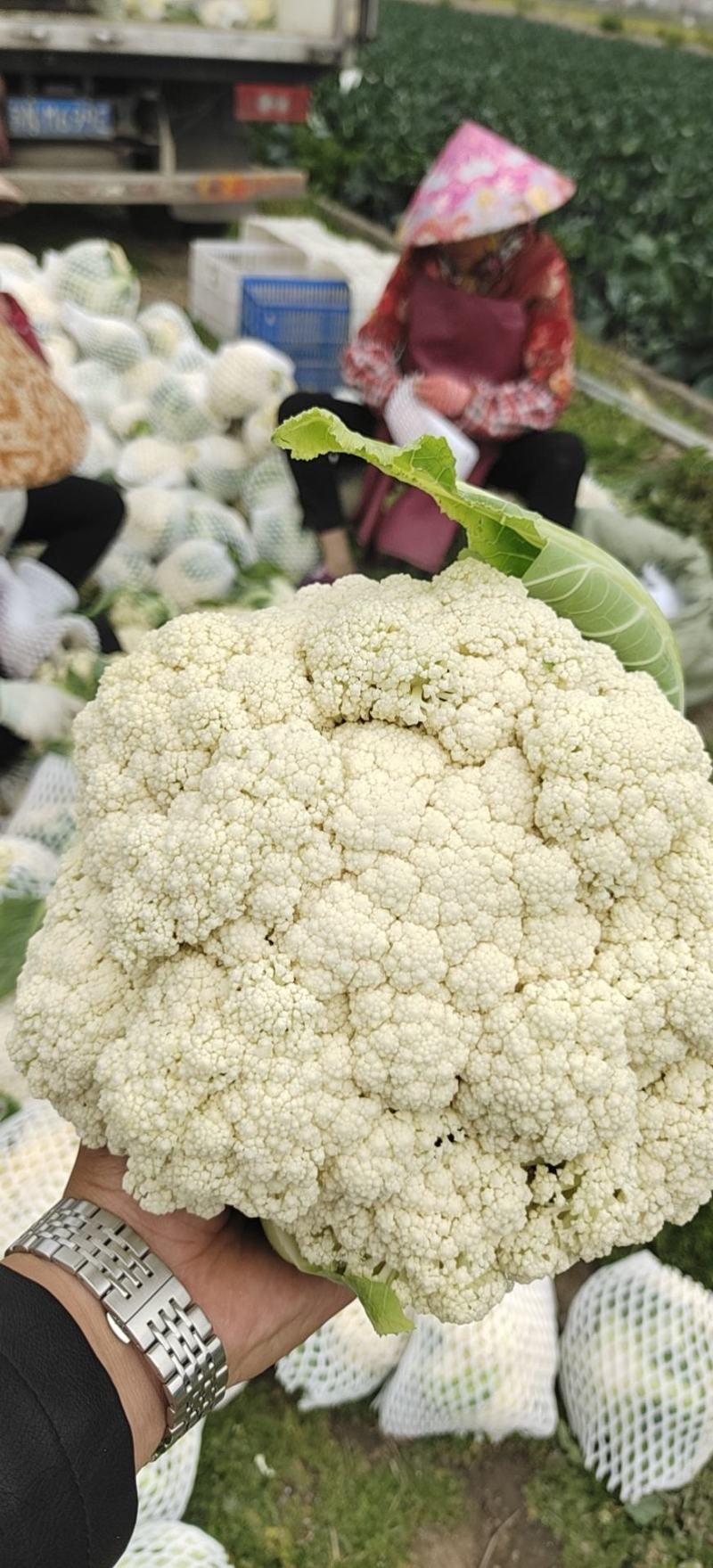 沛县精品有机花菜供应