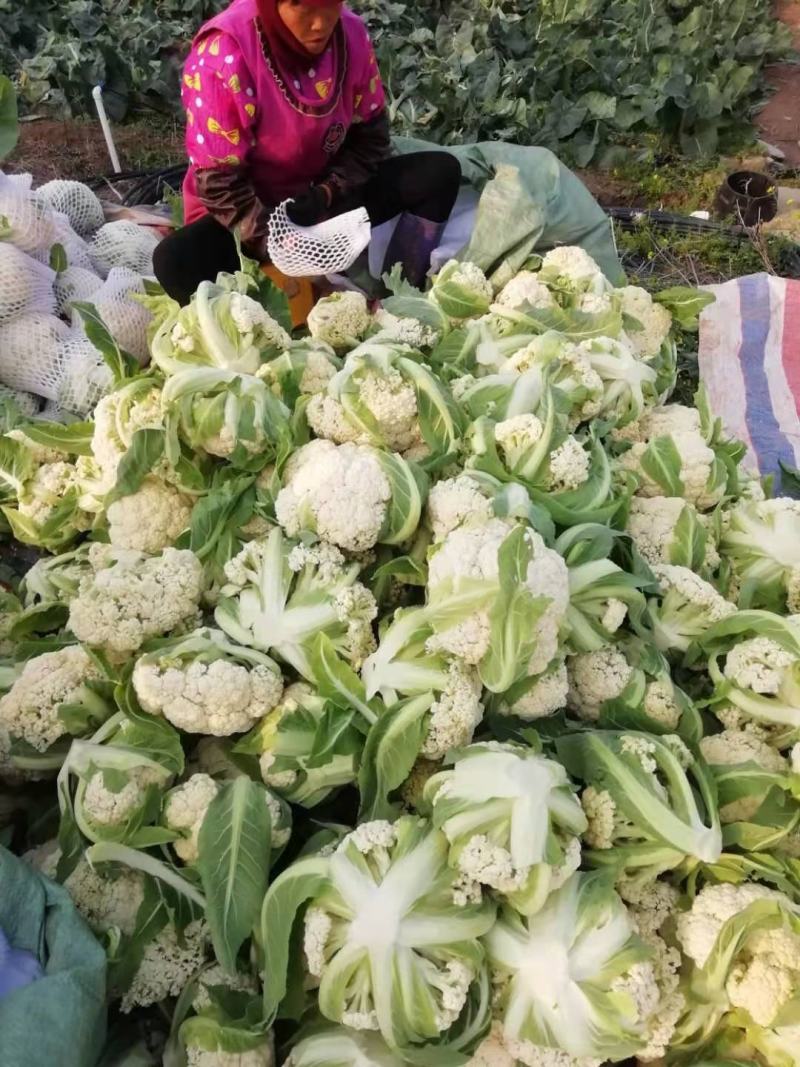 沛县精品有机花菜供应