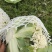 沛县精品有机花菜供应