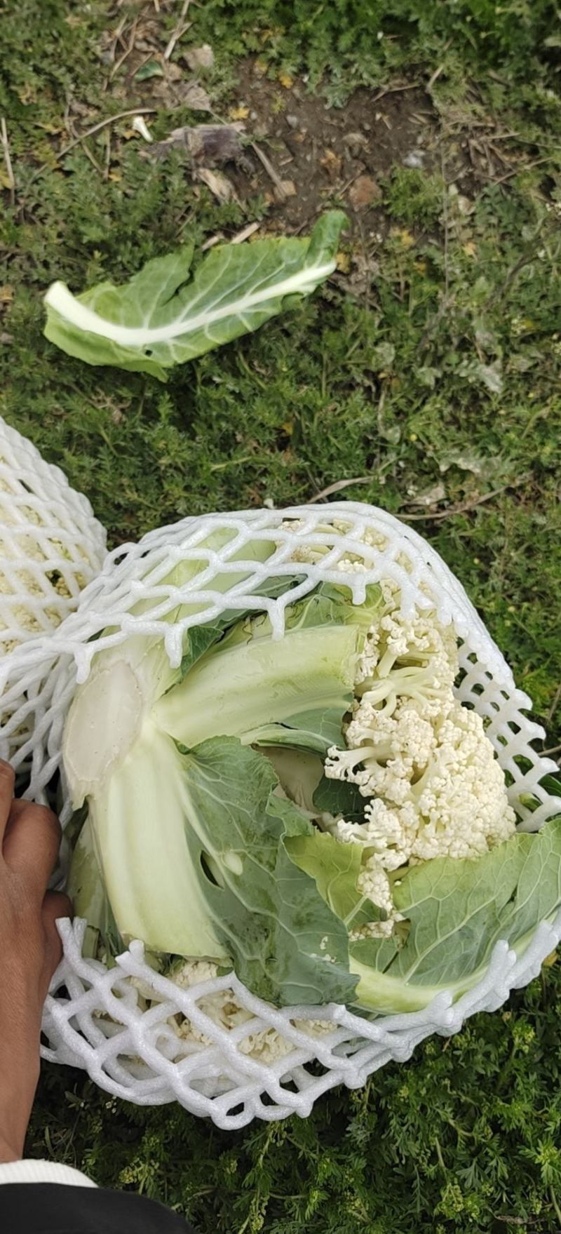 沛县精品有机花菜供应