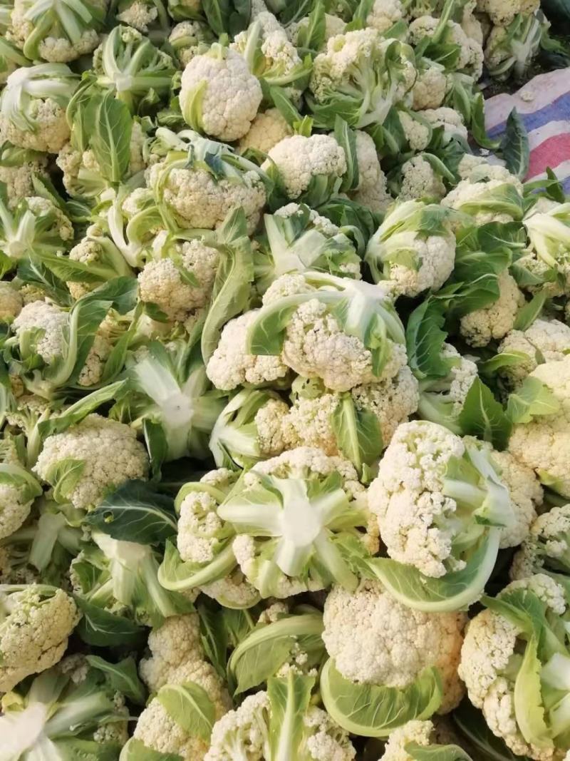 沛县精品有机花菜供应