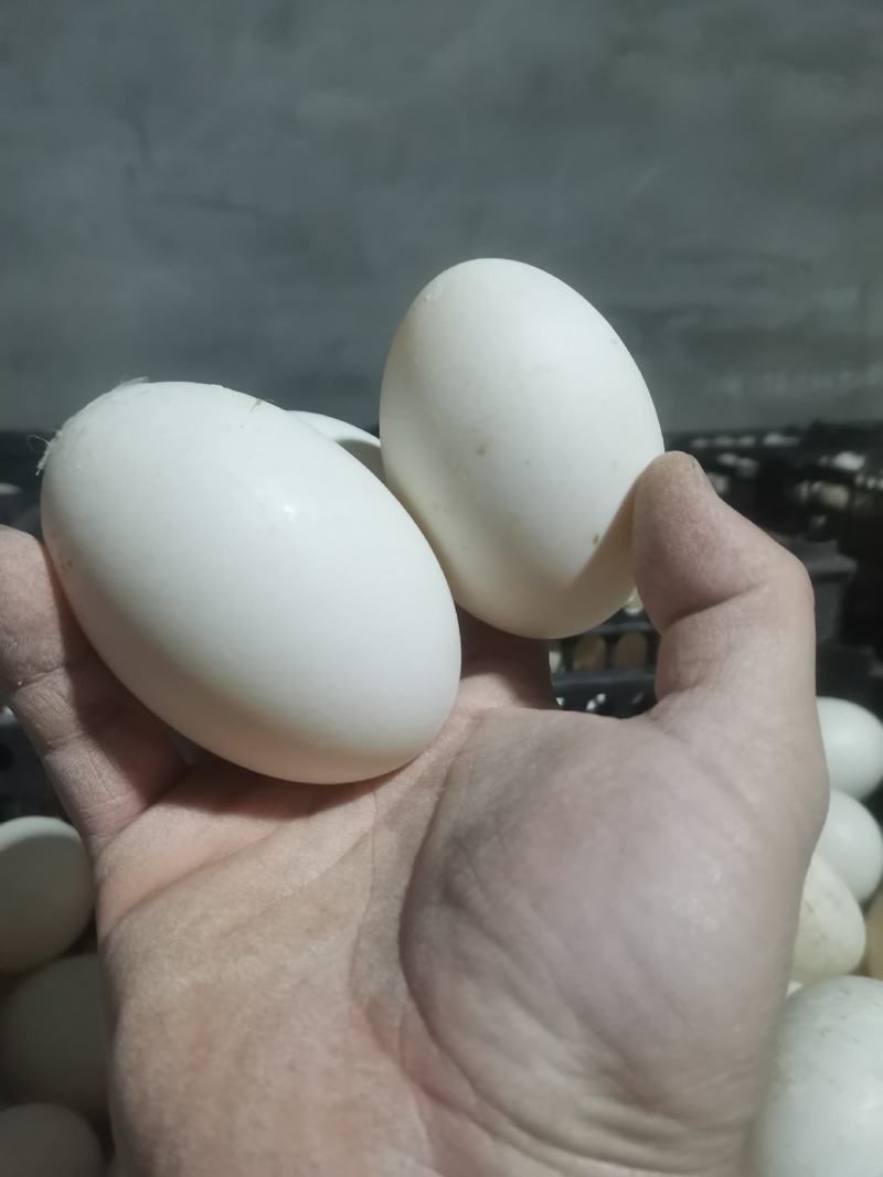 鸭蛋双黄蛋，皮质好，蛋干净量大从优产地直销
