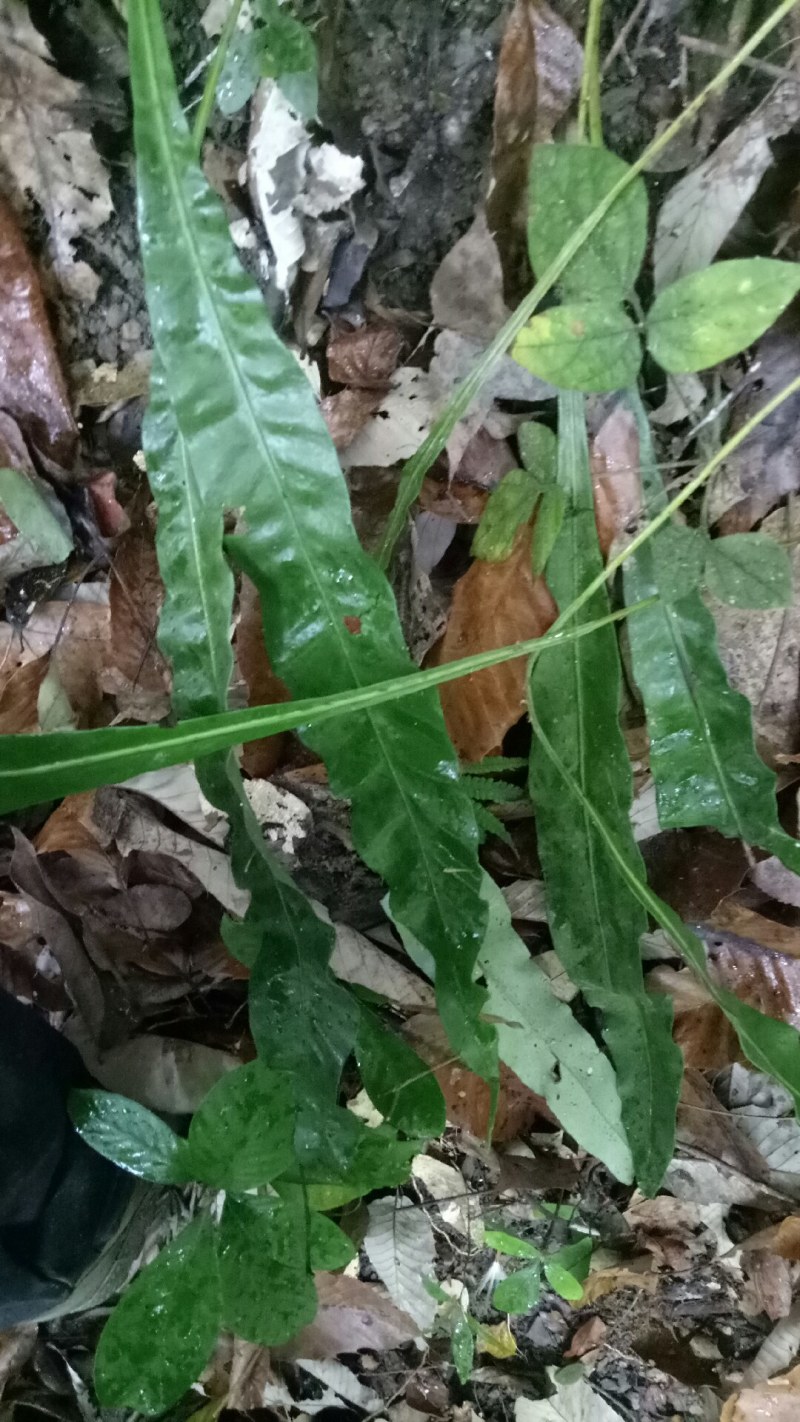 化石草化石草中药材中药材