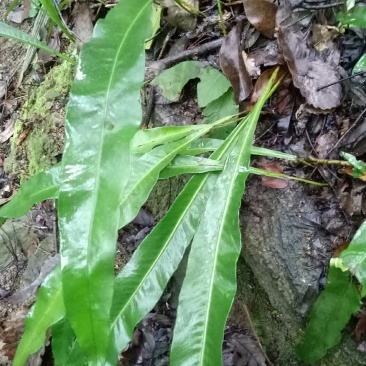 化石草化石草中药材中药材