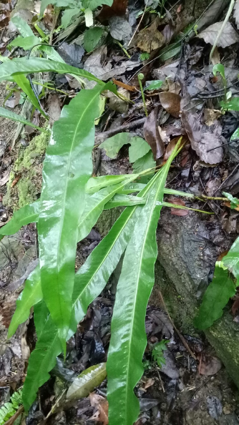 化石草化石草中药材中药材