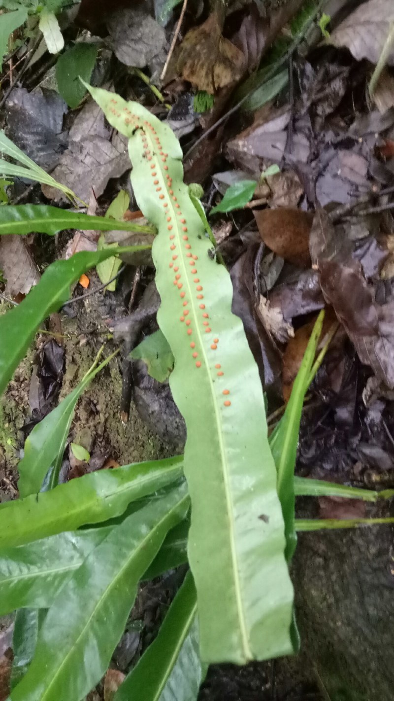 化石草化石草中药材中药材