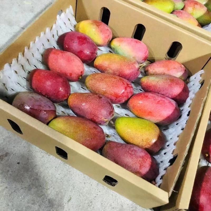 海南贵妃芒【一件代发】电商平台微商代理社区团购实体落地配
