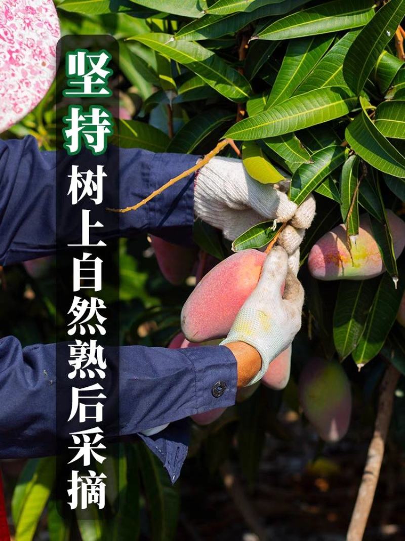 海南贵妃芒【一件代发】电商平台微商代理社区团购实体落地配