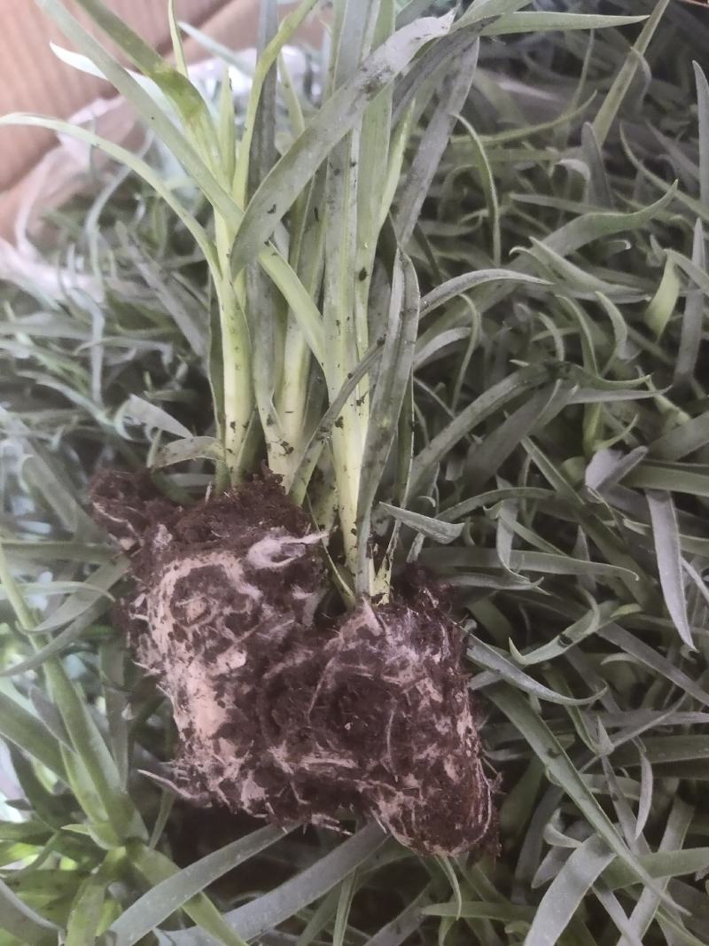 康乃馨小苗，品种多，成活高，基地直销，带花发货