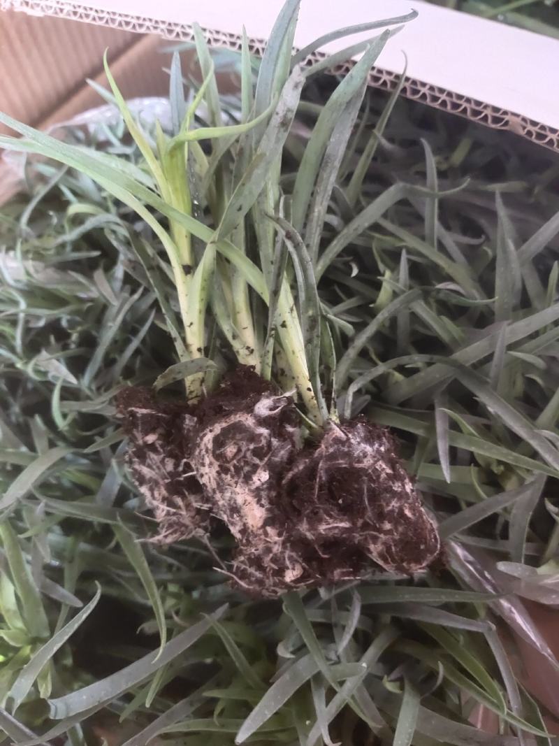 康乃馨小苗，品种多，成活高，基地直销，带花发货