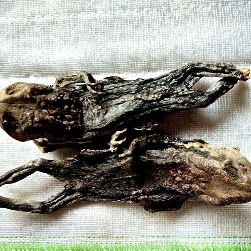中药材干蟾皮/蟾皮/蟾蜍皮/蟾衣/蟾蜍干/癞蛤蟆干1