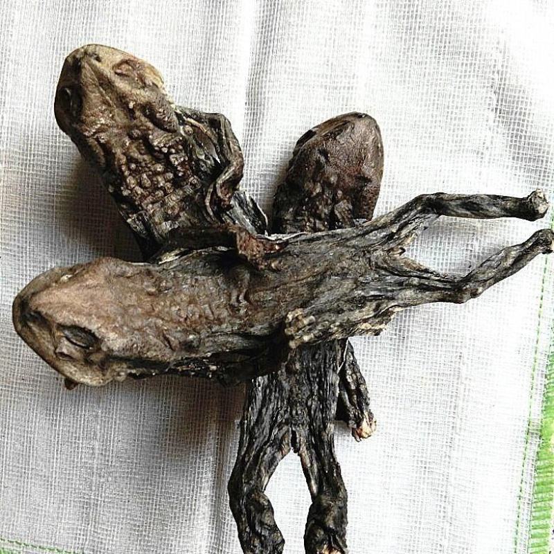 中药材干蟾皮/蟾皮/蟾蜍皮/蟾衣/蟾蜍干/癞蛤蟆干1