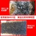 巢虫清木片中蜂专用巢清10片装巢虫净白头蛹棉虫药条蜂药巢