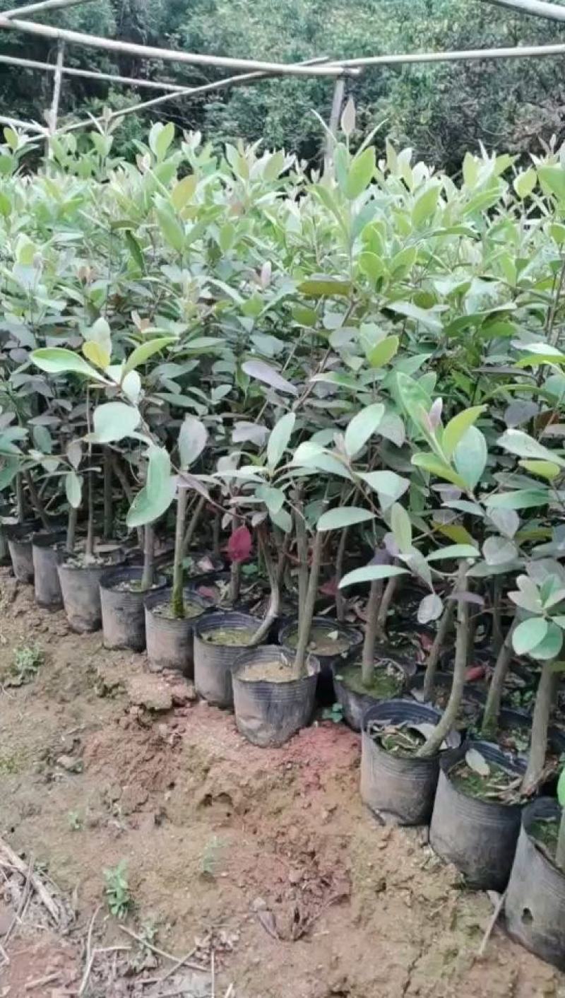 桃金娘苗果树捻子山捻子苗果苗盆栽当年种植当年结果