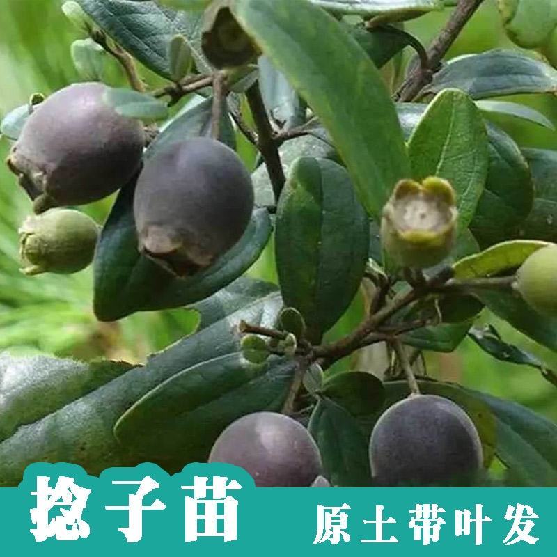 桃金娘苗果树捻子山捻子苗果苗盆栽当年种植当年结果