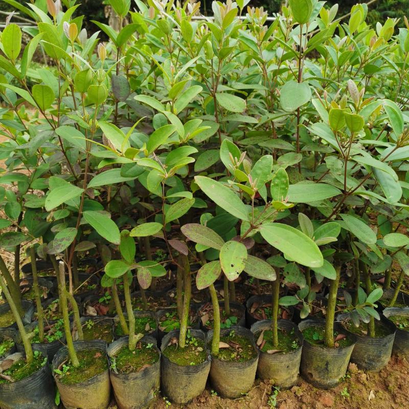 桃金娘苗果树捻子山捻子苗果苗盆栽当年种植当年结果