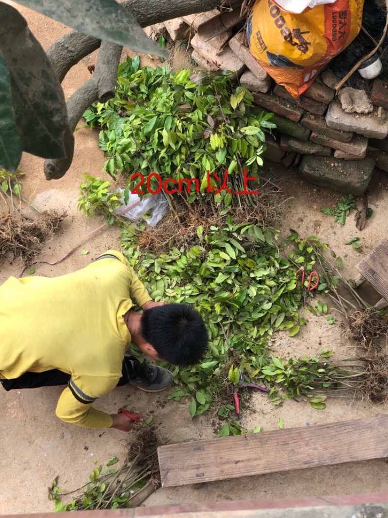 龙眼实生苗直生苗播种小苗无嫁接裸根发货