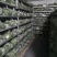 精品沙葱菜中灵芝，大漠野菜，四季鲜常年供应