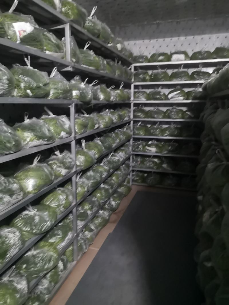精品沙葱菜中灵芝，大漠野菜，四季鲜常年供应