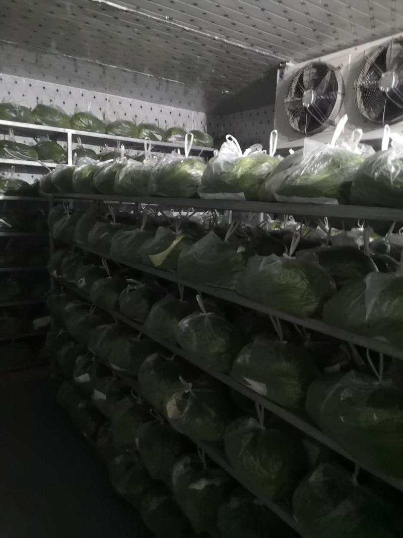 精品沙葱菜中灵芝，大漠野菜，四季鲜常年供应