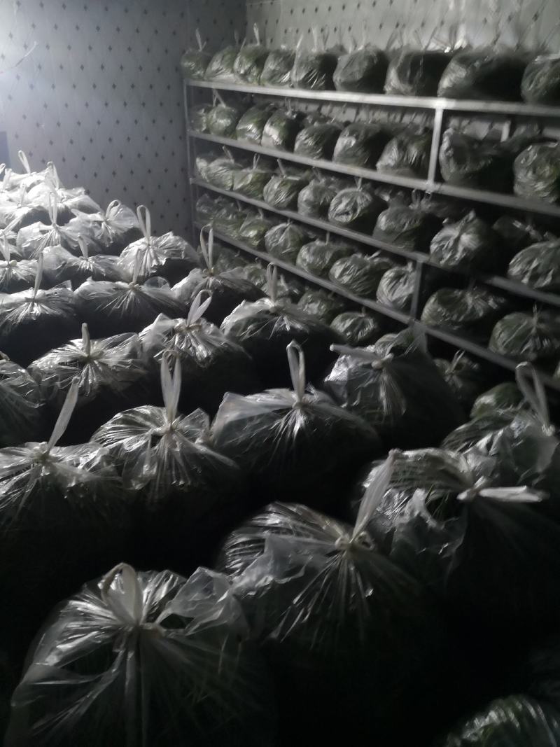 精品沙葱菜中灵芝，大漠野菜，四季鲜常年供应