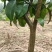 正宗嫁接橘子苗砂糖橘皇帝柑嫁接苗南北方种植盆栽地栽果树苗