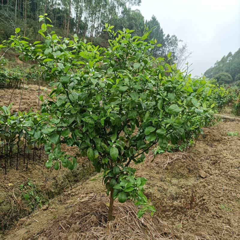 正宗嫁接橘子苗砂糖橘皇帝柑嫁接苗南北方种植盆栽地栽果树苗