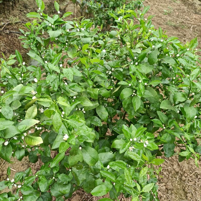正宗嫁接橘子苗砂糖橘皇帝柑嫁接苗南北方种植盆栽地栽果树苗