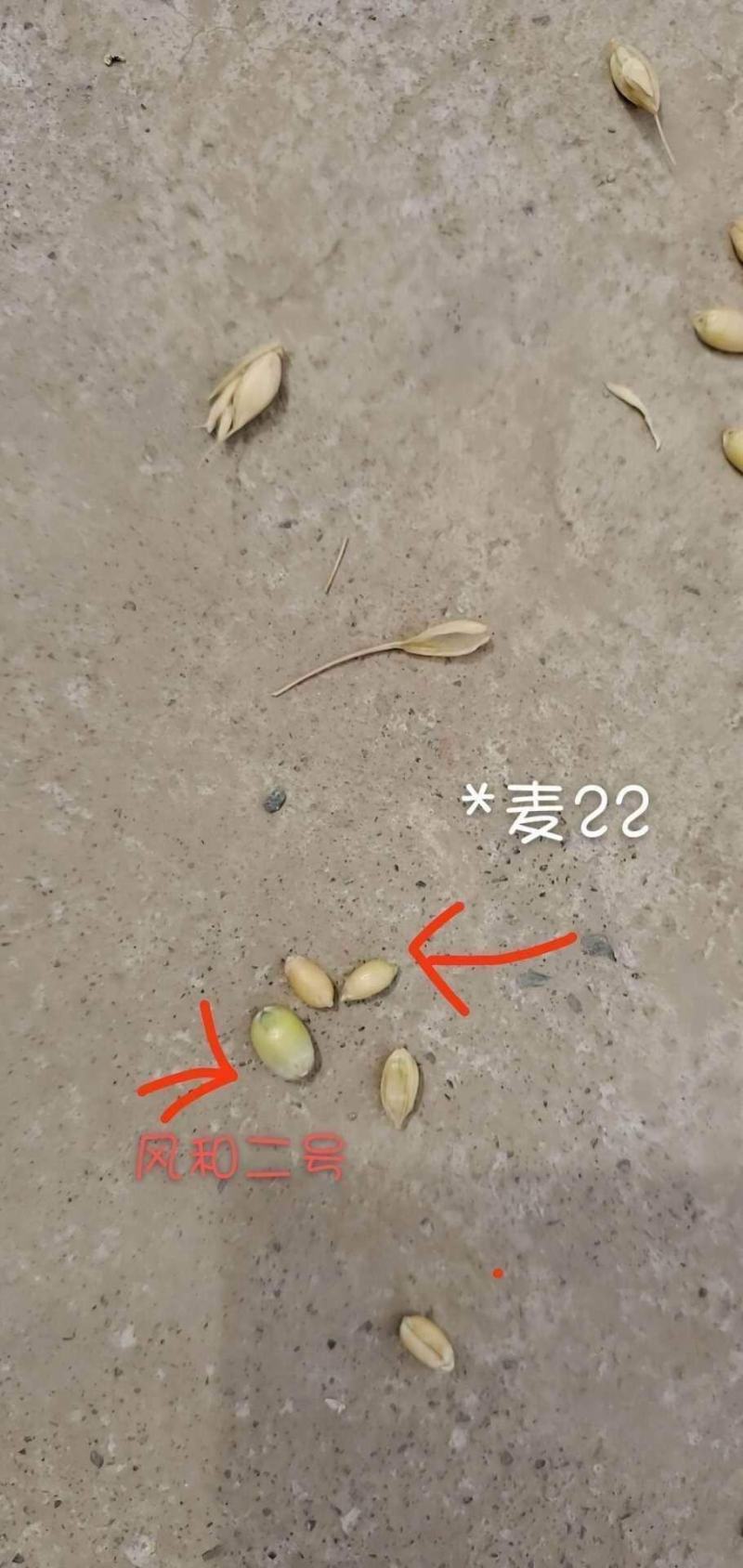 大穗高抗高产小麦种，抗倒伏亩产1600斤左右
