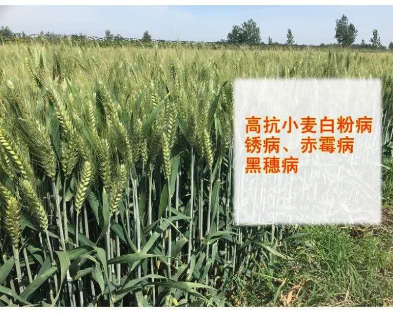 大穗高抗高产小麦种，抗倒伏亩产1600斤左右